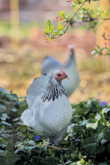 Irish backyard poultry coop with hens and bright sky