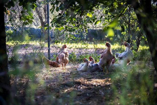 hardy hen near chicken coop in Irish countryside