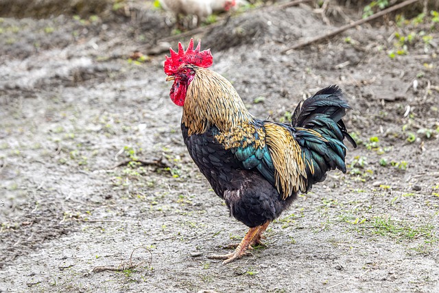 chickens in sunny Irish farmyard near rural barn