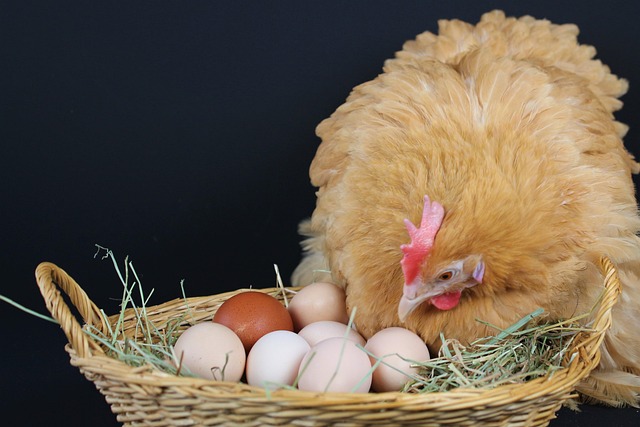nest boxes with clean straw and eggs on small Irish poultry farm