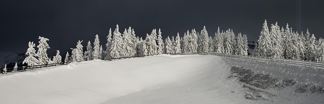 hardy chicken under covered run area in Irish backyard