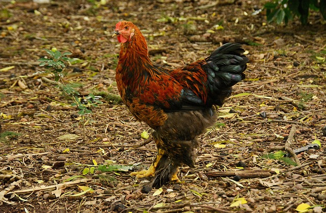 friendly chicken in Irish backyard coop area