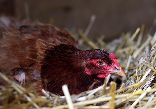 calm hen sitting near nest box straw
