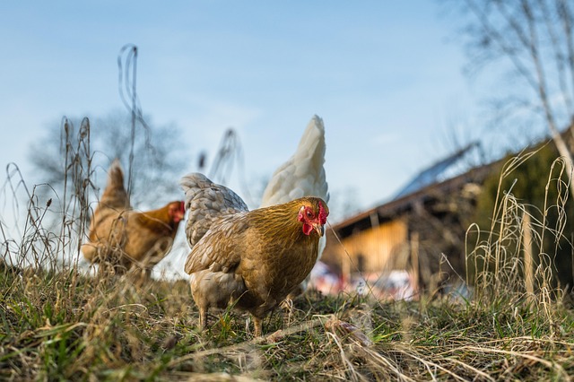 active chicken foraging on grass in Ireland